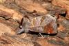 Clostera pigra